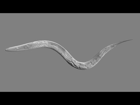 Worm Rch CK12-Foundation