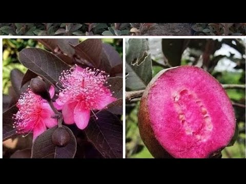Tissue culture guava plant