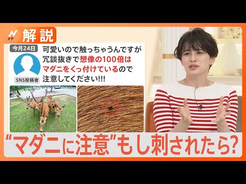 マダニの巣はどこにあるのでしょうか？庭や家ではどんな感じですか？それをどうするか？  庭園