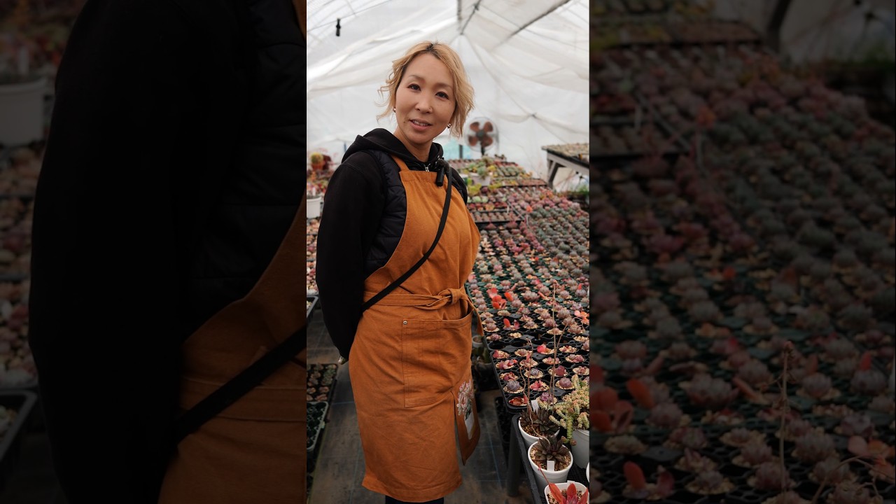 今日の多肉豆知識 #多肉植物 #ガーデニング #観葉植物 #クラッスラ #succulents