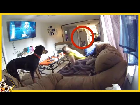 20 Pets That Have Seen Ghosts