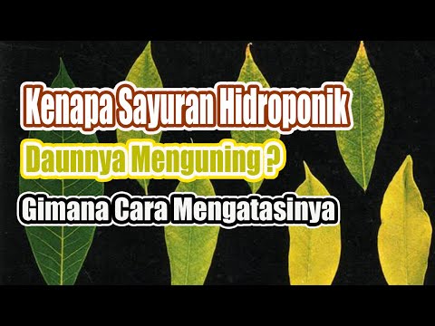 , title : 'Kenapa Sayuran Hidroponik Daunnya Menguning ?  & Cara Mengatasinya #Belajar Hidroponik'