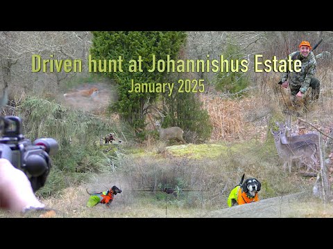 Driven hunt at the Johannishus Estate ,  Januari 2025
