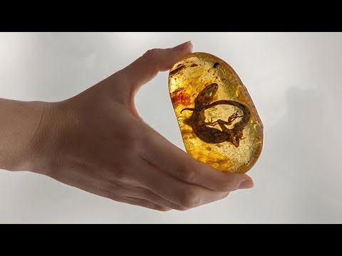 5 Surprising Discoveries Found In Amber!