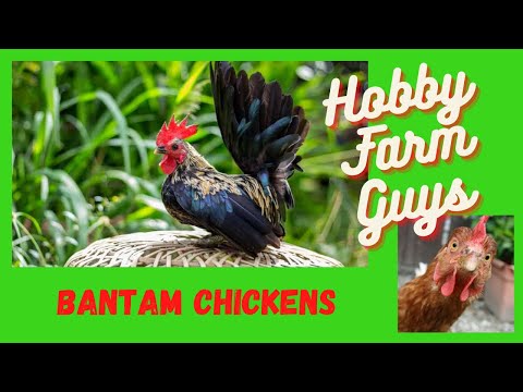 , title : 'A Beginners Guide To Bantam Chicken Breeds'