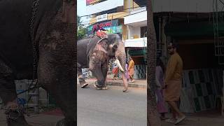 Download lagu thiruvambadi thamban 😍🥰🥰😍😍 mp3