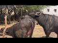 Buffalo Mating Buffalo Breeding Cow Mating Breeding