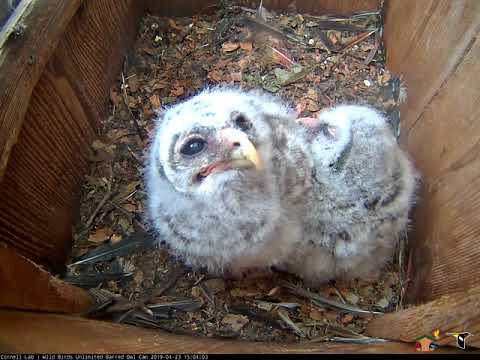 Cute Barred Owl Chicks Hang Out Right Under Camera – April 23, 2019