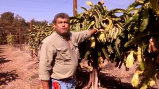 How to Prune Pitahaya: Production