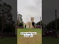 Is This Whip Long Enough Bullwhip