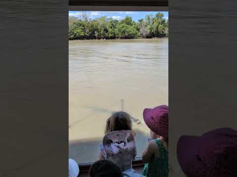 Video: a saltie launches for the meat pole
