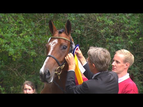 Holsteiner Fohlenchampionat 2014 - Stuten