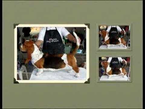 GRETEL DE COPAN - GRUCAZU 2008