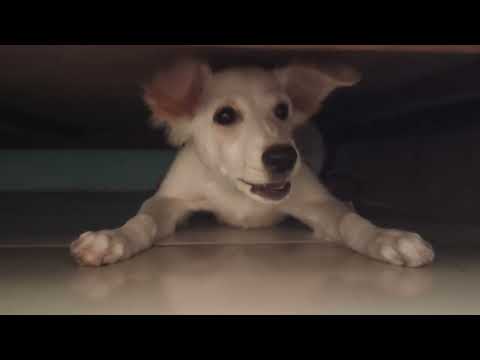 Daizy gusse main hoti hai to ye kerti hai 😐#funny #myanimal #mydog 