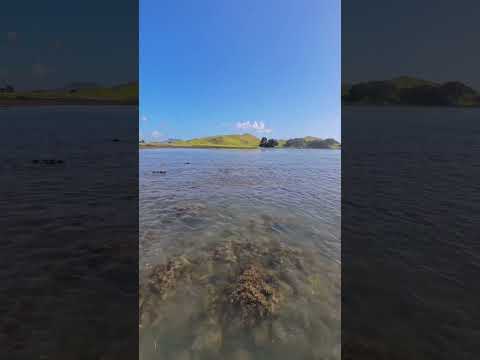 Stingrays at Browns island #stingrays #auckland #kayak