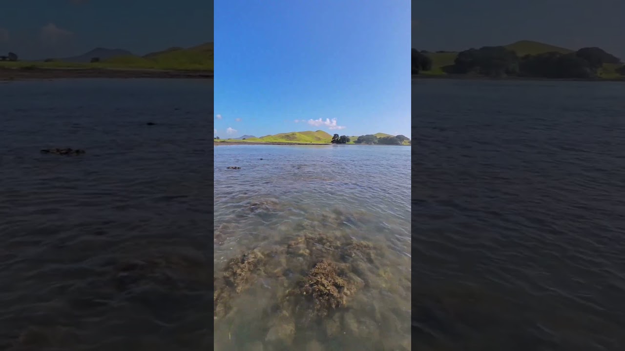 Stingrays at Browns island #stingrays #auckland #kayak