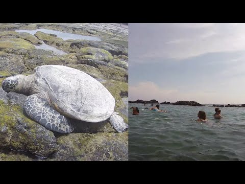 Honokohau Marina and Beach at the Big Island, Hawaii-UHD 4K