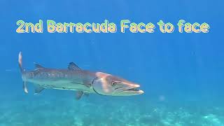 Face to Face With Barracudas, and  an Eel