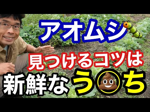 キャベツガと自然に戦う方法は？簡単な手段で感染を防ぐことはできるのでしょうか？  庭園