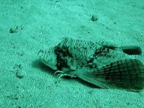 Walking Fish With Wings
