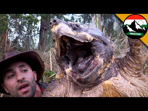 A legnagyobb teknős amit valaha láttál! Brave Wilderness Magyar | Ismeretterjesztő videók a vadonró