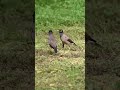 Myna Bird Sounds Myna Bird Pair Fly From The Ground Shorts