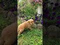 Golden Retriever dogs for sale: Romeo - Video 1
