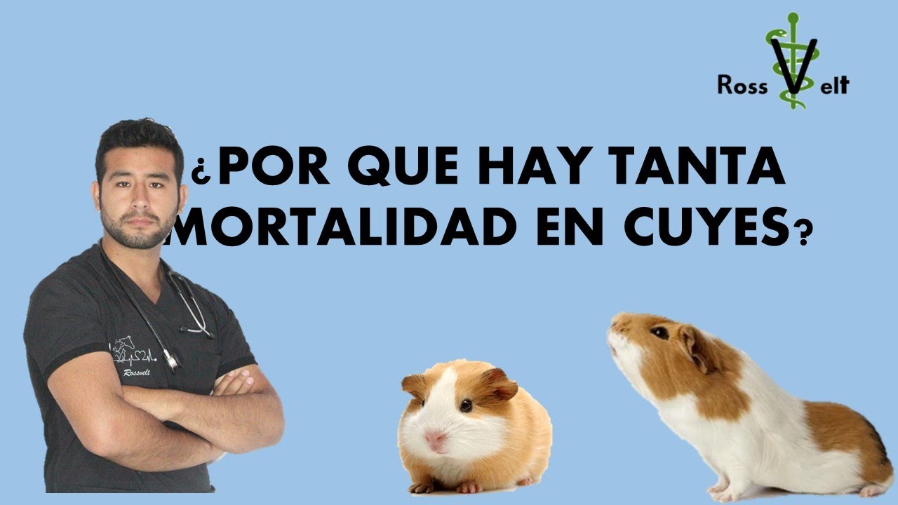 ¿Cuál es la causa más común de muerte en cobayas? – VALETRY