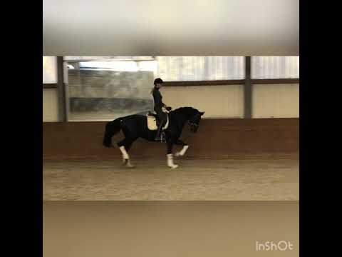 Reitanlage  Dannenbring 4j Stute von Bon Coeur