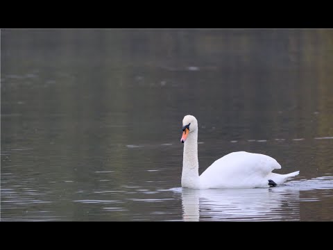 FujiFilm 150-600 F5.6-F8 - Video stabilisation test