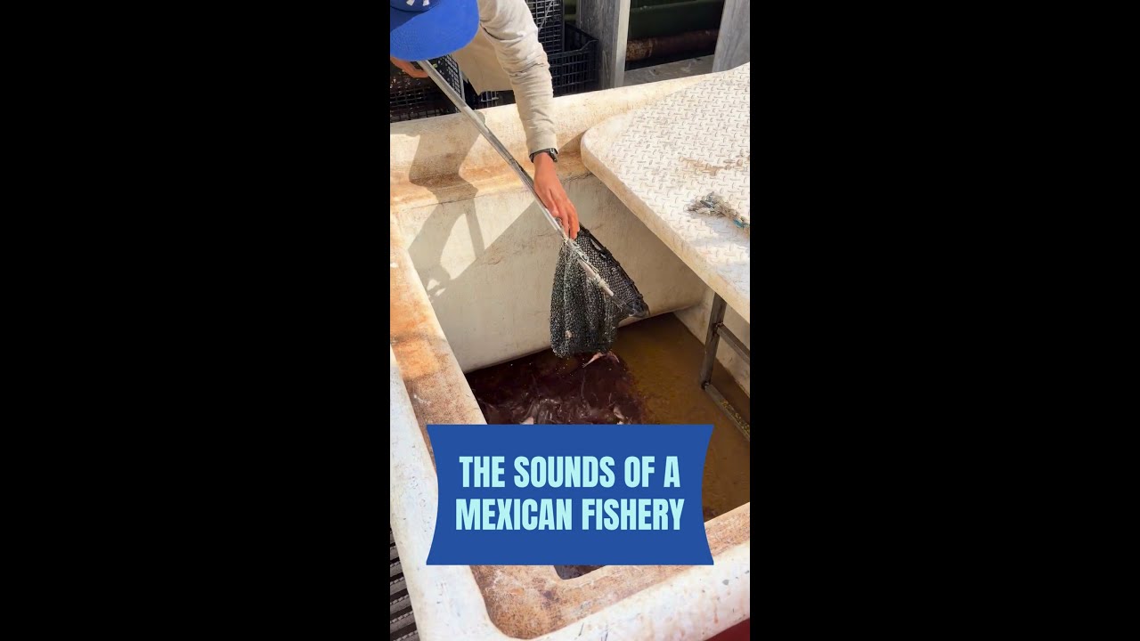 The sounds of a Mexican fishery
