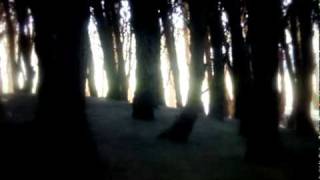 Agalloch - The Wilderness (lyrics)