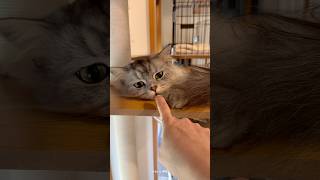 かわいい弟猫#cat #catlover #cats #kitten #猫 #猫動画 #猫のいる暮らし #猫好きさんと繋がりたい#猫のいる生活 #ねこ#ねこのいる生活#ねこ動画#ミヌエット#子猫
