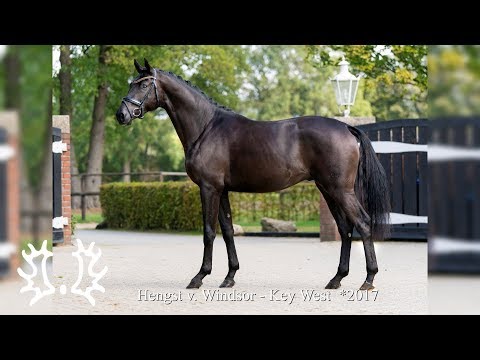 Kat. - Nr.  39 - Trakehner Hengstmarkt 2019 -  Hengst v. Windsor - Key West  *2017