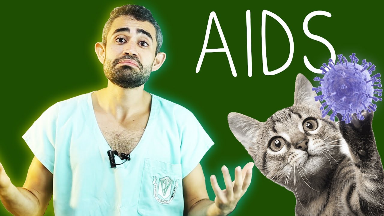 FIV - AIDS em gatos | Dica Veterinária #34