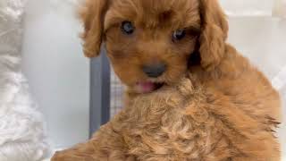 ハーフ犬の動画01