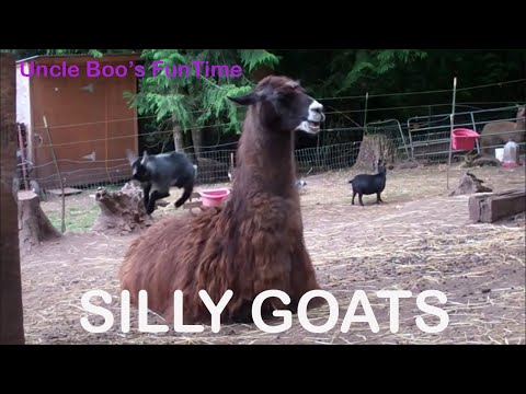 SILLY GOAT COMPILATION