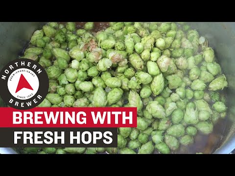 How to Homebrew with Fresh Hops