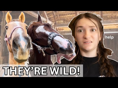 EQUESTRIAN DAY IN THE LIFE WITH 3 HORSES!