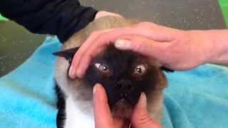 preview picture of video 'Scheel kijken, loensen of strabismus bij een Siamese kat. Dierenarts De Laak in Amersfoort Vathorst.'