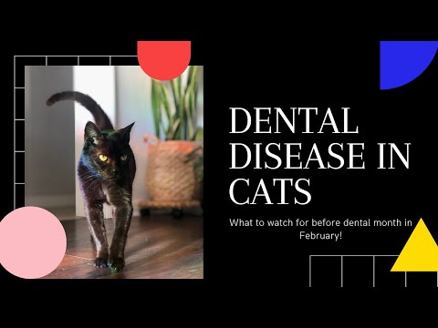 Dental Disease in Cats: What you need to look for!