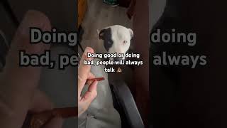 Download lagu Lil Jon motivation #motivation #motivational #motivationalvideo #liljon #pitbull #dogs mp3 Download lagu Lil Jon motivation #motivation #motivational #motivationalvideo #liljon #pitbull #dogs mp3