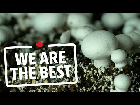 Take a tour of the largest organic mushroom farm in Canada | We Are The Best