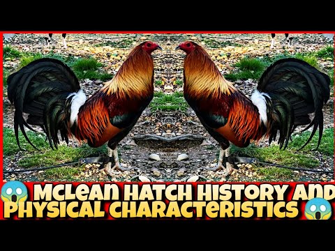 McLean hatch History and physical characteristics.