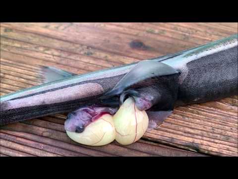 ＃007【ヒレタカフジクジラの早産？】DeepSea Channel