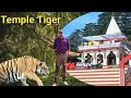 Temple Tiger वो बाघ जिससे हार मान ली Jim Corbett ने । शिकार Wildlife Stories। Tiger Hunting Stories