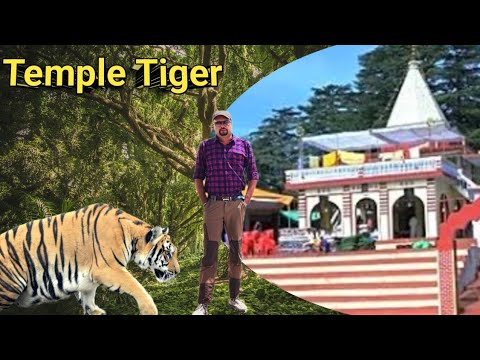 Temple Tiger वो बाघ जिससे हार मान ली Jim Corbett ने । शिकार Wildlife Stories। Tiger Hunting Stories