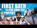 First bath for the Shih Tzu puppies & Grooming for Oreo I Mr Ma Ka Pa