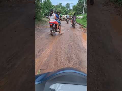 trânsito  de  boi e  vaca 🐄