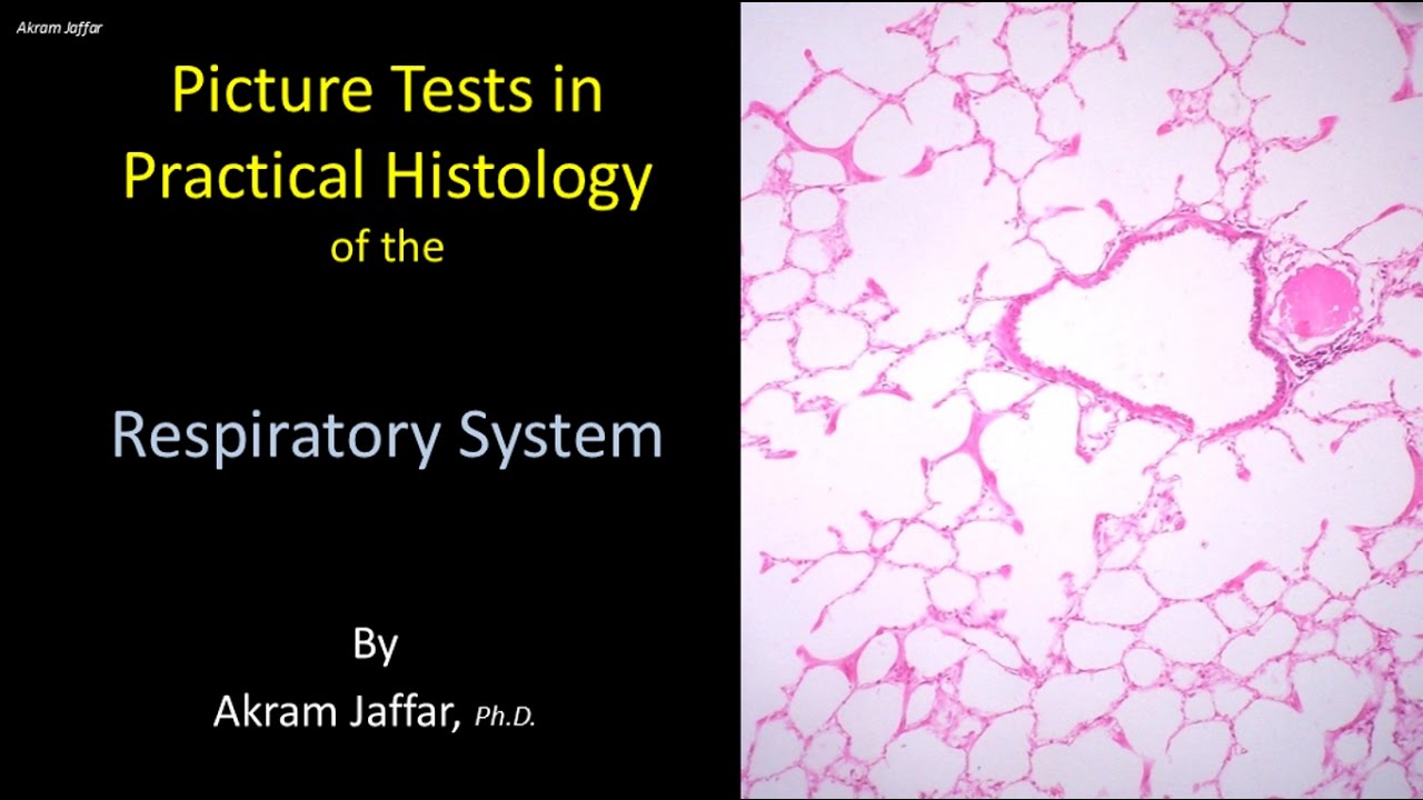 Picture tests in histology of the respiratory system
